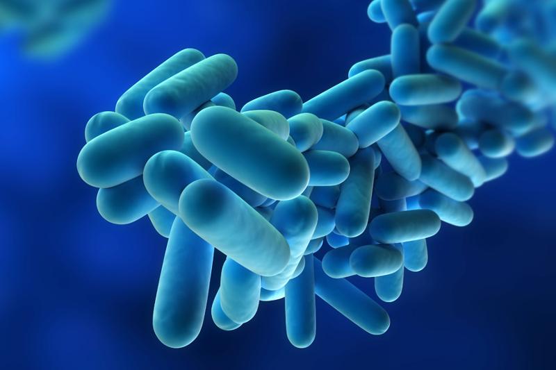 il battere della malattia Legionella